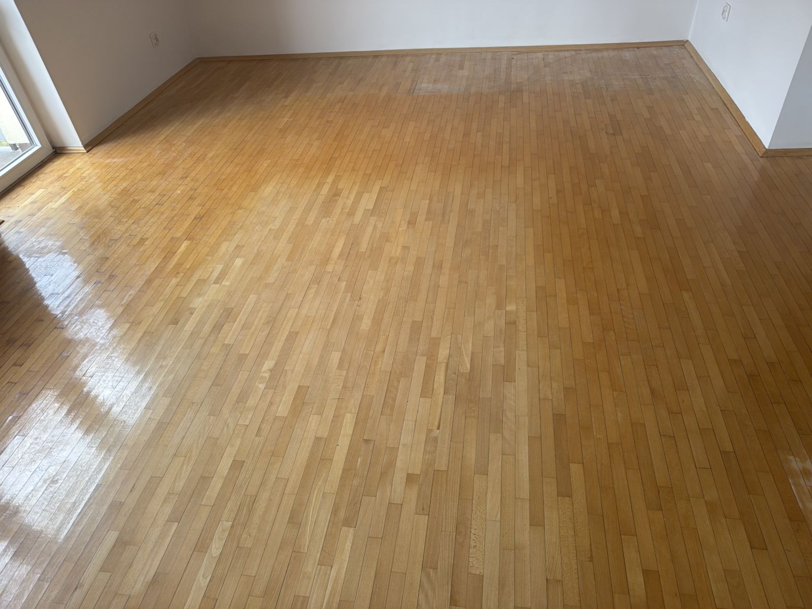 Stary Parkiet Bukowy 04